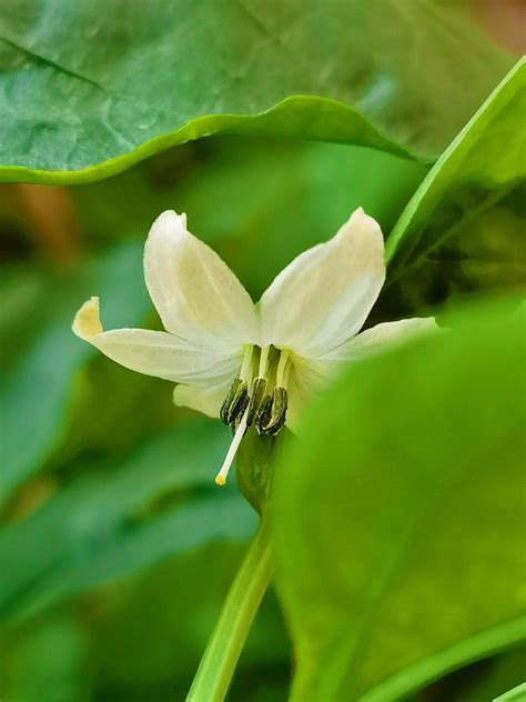 辣椒 花|花辣椒 